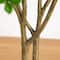 5ft. Enkianthus Tree in White Decorative Planter